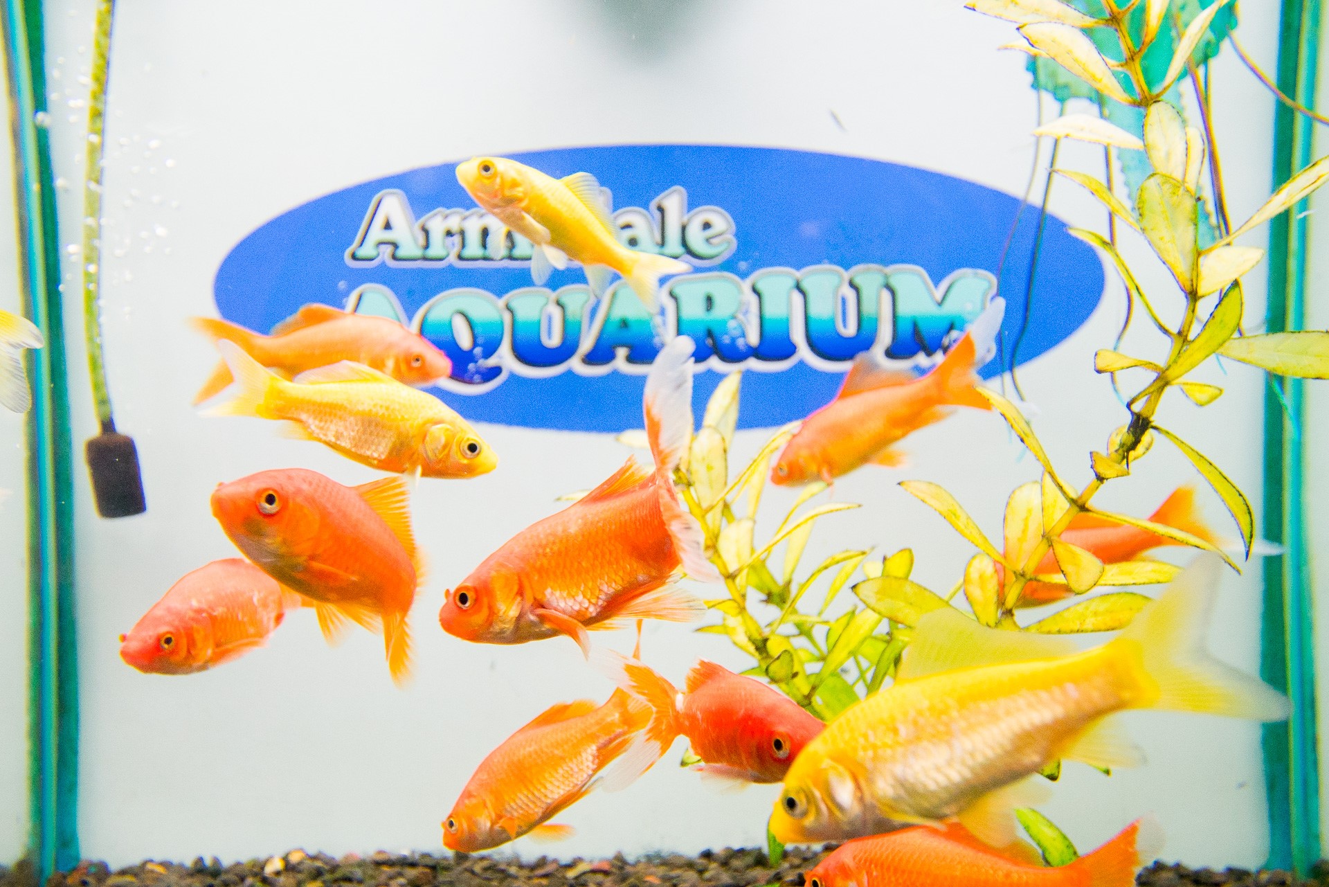 Armidale Pet Shop & Aquarium